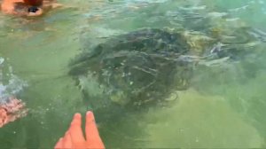 Морская черепаха укусила палец девочки  / Хиккадува , черепаший пляж / морские черепахи