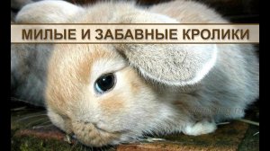 Декоративные кролики – самые милые и забавные животные!