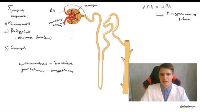 Строение нефрона за 10 минут | Процессы фильтрации, реабсорбции и секреции смотреть онлайн