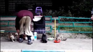 Как бабушки кормят бездомных кошек