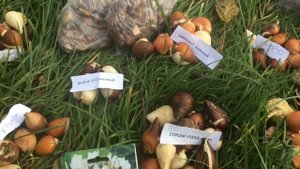 Посадка МУСКАРИ тюльпанов / ДАЧНЫЕ РАБОТЫ ОСЕНЬЮ