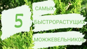 5 БЫСТРОРАСТУЩИХ МОЖЖЕВЕЛЬНИКОВ В МОЖЖЕВЕЛОВОМ САДУ?