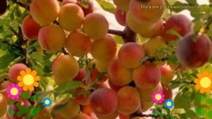 Алыча гибридная Сигма. Краткий обзор, описание характеристик prunus rossica Sigma