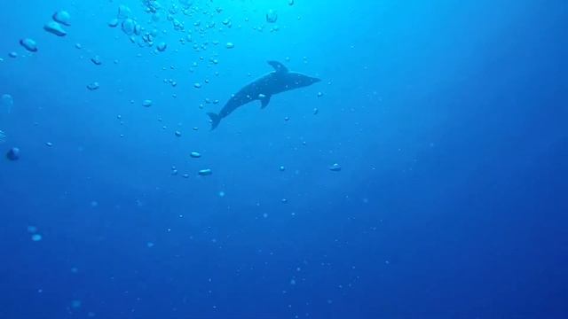 Музыка для релаксации. Пение дельфинов. смотреть онлайн