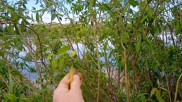 Конец мая, последний медонос из ивовых. смотреть онлайн