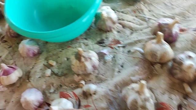 Чеснок подготовка к хранению и заморозка смотреть онлайн