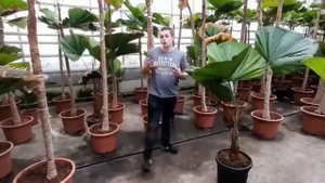 Licuala grandis tropische Palmen uitleg video