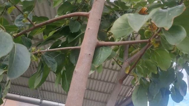 Хурма Россиянка спустя 3 года после посадки. смотреть онлайн