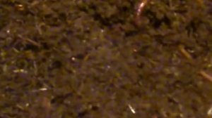 Дендробена зимой. Переход в питании червей от навоза к пищевым отходам.