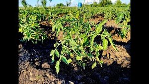 ЧЕМ ПОДКОРМИТЬ ТОМАТЫ_ ЧТОБЫ КУСТЫ БЫЛИ ЗДОРОВЫМИ А ПЛОДЫ ВКУСНЫМИ.