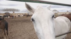 Путешествие выходного дня. (Хреновской конный завод, "Кумысная санатория", галерея Георгия Дынина)