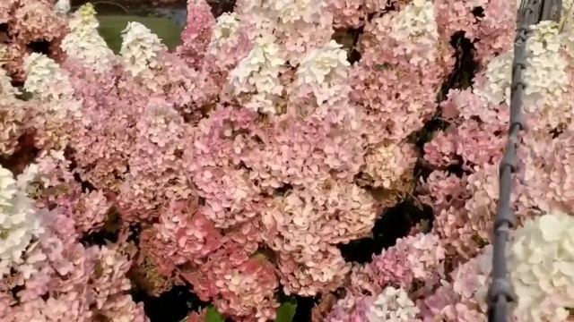Гортензия Фрайз Мельба