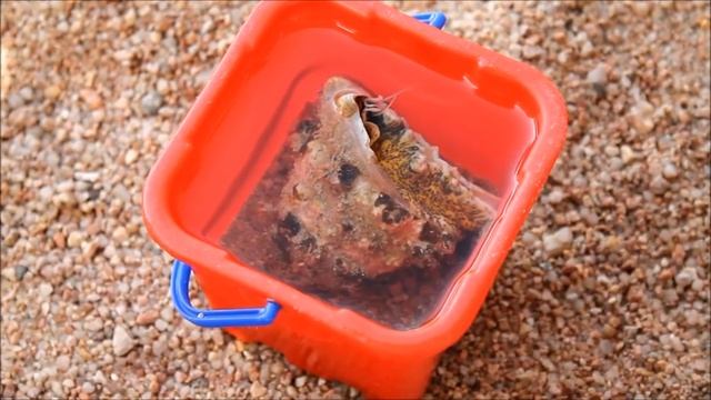 Кого достать детям из Красного моря смотреть онлайн