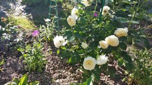 роза Акварель, Пилигрим