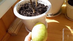 Вариегатный лайм Таити.