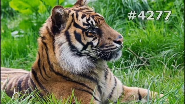 #4277. Тигры (В мире животных) смотреть онлайн