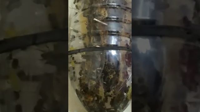 Стеклянный улей, второй корпус. Пчелы в бутылке. bee. смотреть онлайн