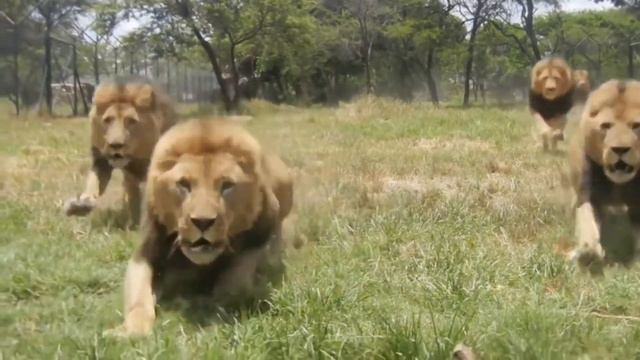 T.O.W.A | Невероятное зрелище! Кормление львов крупным планом. смотреть онлайн