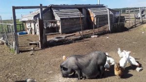 Вьетнамские поросята.Когда и сколько раз в году покрыть