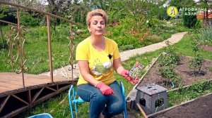 ЧТО ПОСАДИТЬ В ИЮНЕ? Обзор семян ФАСОЛИ от Наталии Петренко!