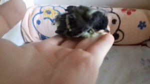 Птенец синицы. Не двигает лапкой.