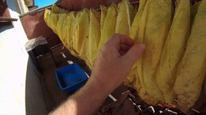 сушка листьев та-ба-ка