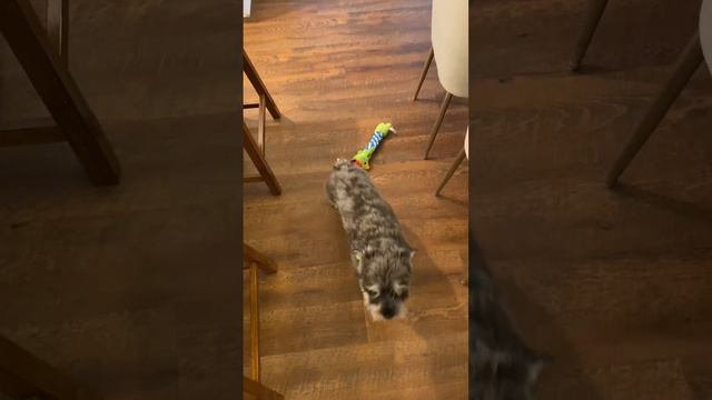 Mini Schnauzer demanding play time dramatic dog!!!