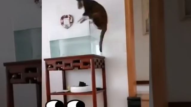 Кот на секунду запрыгнул в аквариум смотреть онлайн