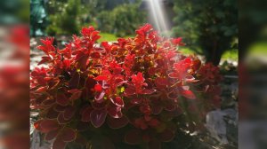 Новинка🔥Клумба почти готова! Редкие хвойные!🌲Обзор сада 22 июня 2024г