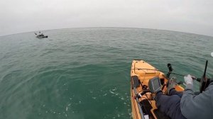 Dana Point Leopard Shark On The Kayak #danapoint