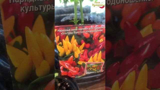 Показываю свой домашний огород на балконе: грибы, помидоры, перцы. Вкусный обед из домашних грибов