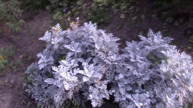 цинерария.mp4 смотреть онлайн