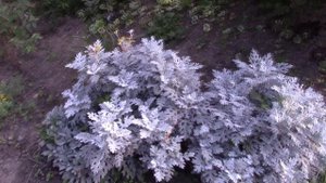 цинерария.mp4