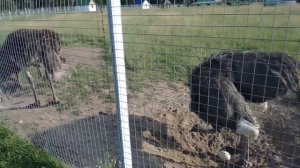 Страусиное гнездо!Страусы выхаживают яйцо.