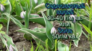 Тюльпаны: выращивание, уход, размножение