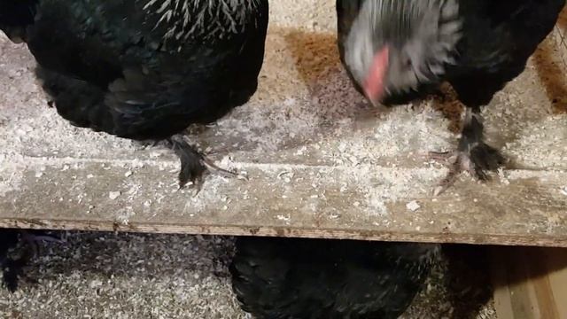 Мараны,Барневельдеры,Брама Изабель,обзор. смотреть онлайн