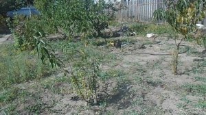 Сажаем в сентябре косточку персика,в мае следующего года будет саженец.