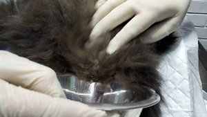 Промывание мочевого пузыря