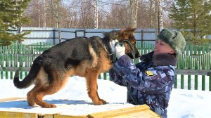 В кинологической службе Нижневартовска - пополнение