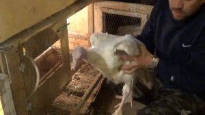 Индюки Хайбрид Конвертер вес в 2 месяца / первые проблемы