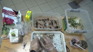 ДЕЛАЮ ПИТАТЕЛЬНЫЕ МОХОВЫЕ КОЧКИ ДЛЯ АКВАРИУМНЫХ РАСТЕНИЙ! ПОДРОБНАЯ ИНСТРУКЦИЯ. ВАБИКУСА.