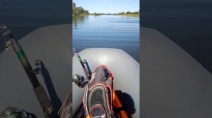 Mikatsu 4 + Sharmax F 310