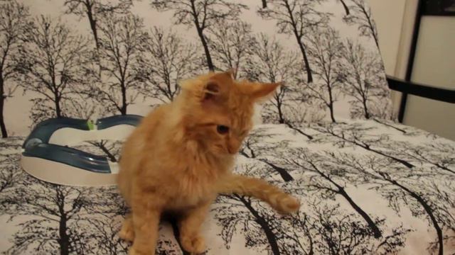 котенок мейн кун играет смотреть онлайн