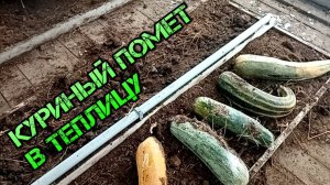 Куриный помет в теплицу что вырастит ???
