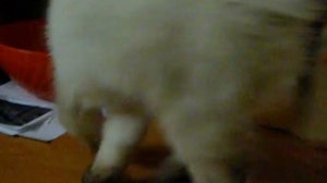 кот упал со стола :D