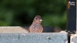 Cat TV 2020: 8 Hours - Birds for Cats to Watch, Relax Your Pets, Beautiful Birds, Squirrels.