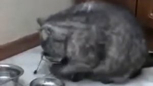Кот ворует еду из кастрюли