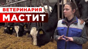 Мастит у коровы | Болезни коров | Животноводство