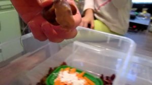 Новые улитки ура! Архахатина маргината овум.