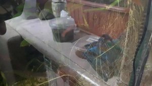Комнатные цветы в аквариуме